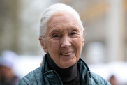 Jane Goodall