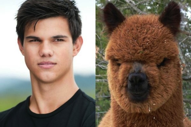 Taylor Lautner