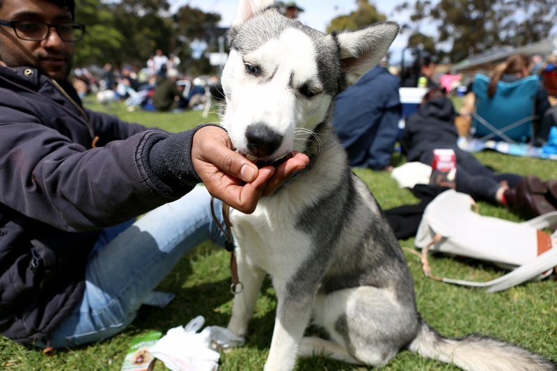 Dogapalooza 2016