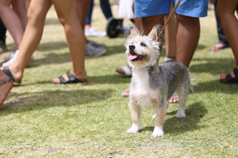 St Kilda Festival 2016 - City of Port Phillip, Victoria 14/02/16 #6